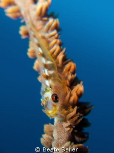 small blenny by Beate Seiler 